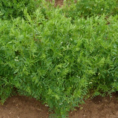 juanfransae's profile picture. Esperando a crezca mi semillica