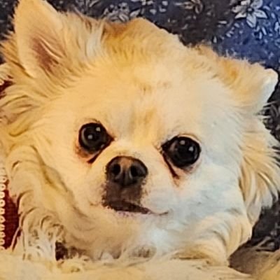 I'm  4 year old Chihuahua and secret agent. I love latte froth, outside time and hangin' with my family. #ZSHQ RaaAaa!