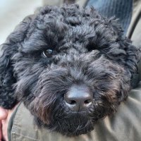 Henry Cockerpoo (Sergeant #ZSHQ)(@HCockerpoo) 's Twitter Profile Photo