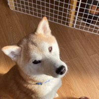 しば犬のぼんてん丸(@bontenmaru2023) 's Twitter Profile Photo