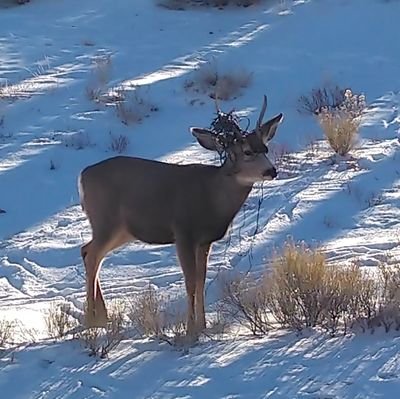 40 year old plus Wyoming native.  Lover of my country and the Constitution especially the 1st and 2nd amendment