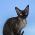 Jerry Kitty (@jerry_kitty21) Twitter profile photo Jerry Kitty (@jerry_kitty21) Twitter profile photo