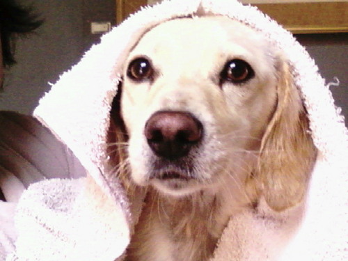 vallellitatw's profile picture. Arañita tejedora y a pasos de grandes cambios en la vida