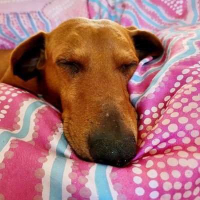 gfrossy88's profile picture. Collingwood Premiership 2023 .