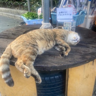 kimori_kakelu's profile picture. kakeLu /PR会社