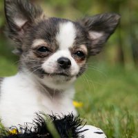 Pet lovers (@pet_lovers_98) 's Twitter Profile