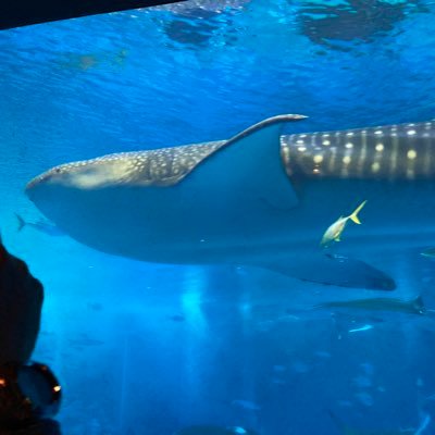 masaru9ga's profile picture. 20歳越えています。色々オタクだったり齧る程度だったりです。