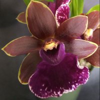 Orchiholism(@PetrovichBilly) 's Twitter Profile Photo