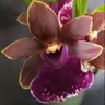 Orchiholism photo