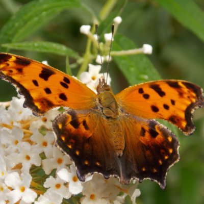Eastern_Comma's profile picture. hiking, birding