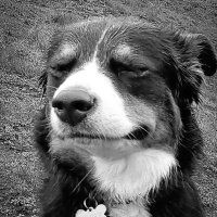 Shred Dog (@dogshred) Twitter profile photo