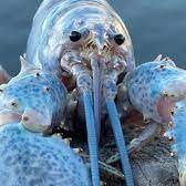 PankakeSyrip's profile picture. i think that idk i have no opinion because i made a twitter account