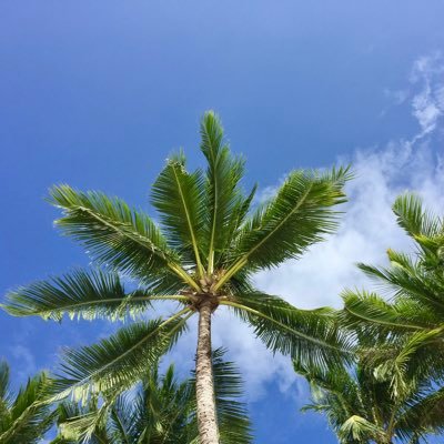 SimonSh20200123's profile picture. 