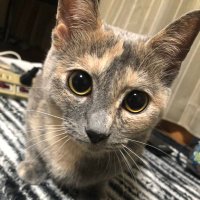 すー (@0yr3865b2_0622c) 's Twitter Profile