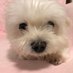 イロハ (@66tpow9irg14uok) Twitter profile photo イロハ (@66tpow9irg14uok) Twitter profile photo