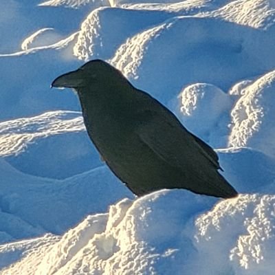 laelia51's profile picture. Orchid lover and photographer, Biden and Harris. Will not forget Uvalde, Parkland, Sandy Hook, Buffalo. Will not give up bodily autonomy for women. No DM'S.