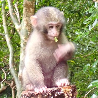 Primatology/Behavioral Ecology/Parasitology
Monkey researcher
Crazy cat lover