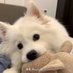 11 (@shumabaobei3) Twitter profile photo 11 (@shumabaobei3) Twitter profile photo