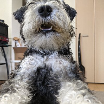 Account Stopped bc of Twitter API. Cookie is a 2 yo dog living in Japan. This account tweets the words he chooses on his sound board.