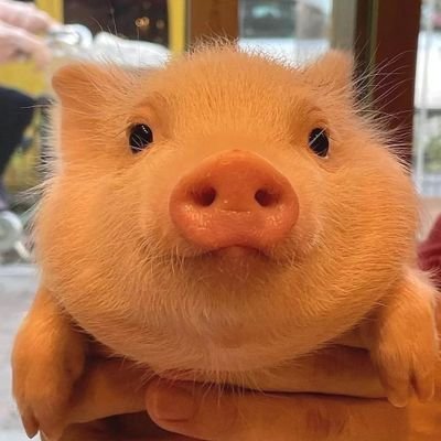 dekusloli's profile picture. she/her