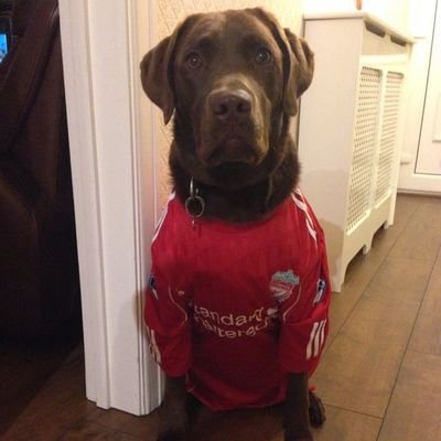 Proud husband and father, LFC addict,
Cyber Security Man, Choc Labrador lover.