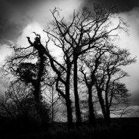 Haunted Landscapes (@hauntedlscapes) 's Twitter Profile