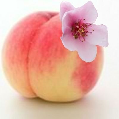 Momo_ILovePeach's profile picture. HoneyWorksのmonaの大ファン モナカ　あたおか 村民  鬼滅,プリキュア,クラシカロイド,ちいかわゾンビランドサガ,ジブリ,メダリスト大好き　推しはmona カナヲ　ちいかわ　ドリーム　ニャミー　ピーチ　ポカブ　デスペ　SLK 　ディズニーのマリー　モツ　バダ　 Ｓ, 桃大好き