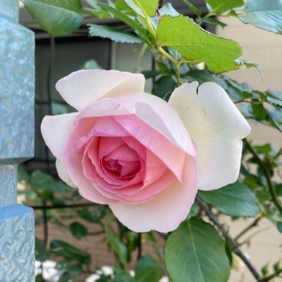 otanukimam's profile picture. #SUNABACO #あまくさ5th #薬剤師　　　#薬局経営者 #3男児の母 子育て ライフハック 天草の日常など投稿してみようとおもってます よろしくお願いします 無言フォロー失礼します バイクも乗ります アクティブな方です 経営する薬局の別アカ作りました下にリンクあります フォローお願いします