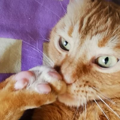 Psychothérapeute psychanalyste en arrêt AAH cause Sep
Auteur de romans outils thérapeutiques publiés.
Je vis avec mes 2 chats.
Altruiste, contre injustices
