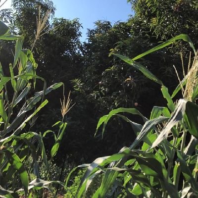 mphonetshifhef1's profile picture. N/A