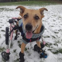 sweet honeybun (@honeybun667) 's Twitter Profile