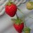 peach_live