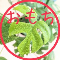 おもち│山と園芸🌿時々、医療事務 (@omochi_engei) 's Twitter Profile