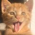 kitties make us fall in love (@camcats_) Twitter profile photo kitties make us fall in love (@camcats_) Twitter profile photo