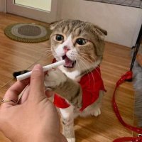 ًًRoccccKET. (@ghostfromblue) 's Twitter Profile