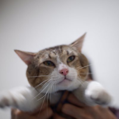 chiiidan's profile picture. 