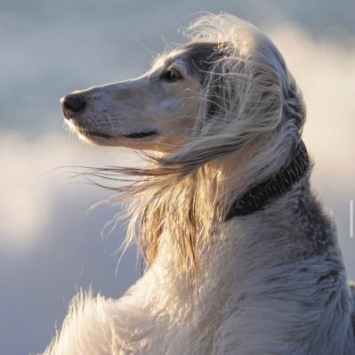 sojonokoiha2's profile picture. 私立文系25卒 出版/広告