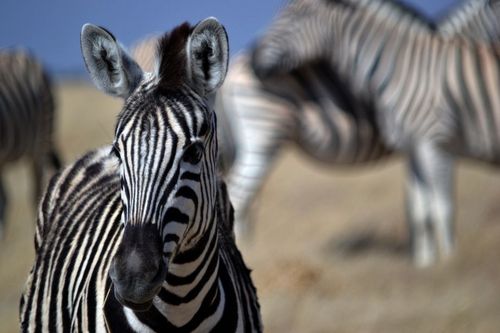 African_Safari_'s profile picture. African Safari Tours - The Ultimate African Adventure! Join us and explore the wild beauty of the African continent.