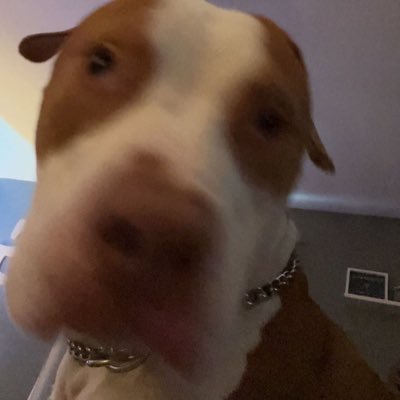 emikywhite's profile picture. XO⚠️