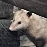 Spay Or Neuter Your Computer(@chaoticgaythey) 's Twitter Profile Photo