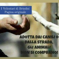I volontari di Brindisi pagina ufficiale(@iVoldiBrindisi) 's Twitter Profile Photo