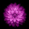 Calmsense66's profile picture. 🛕🧘🏻‍♂️🔱