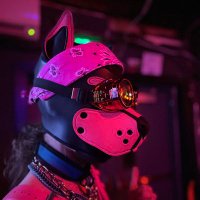 Pup Scamp(@PupScamp1) 's Twitter Profile Photo