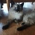 Justyna Wodzisławska 🐈🐕🐱🐶 (@justynaawska) Twitter profile photo Justyna Wodzisławska 🐈🐕🐱🐶 (@justynaawska) Twitter profile photo