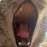 Mikałaj Aniskievič (@mr_aniskevich) 's Twitter Profile