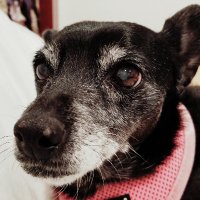 Alison (@scoutbb2020) 's Twitter Profile