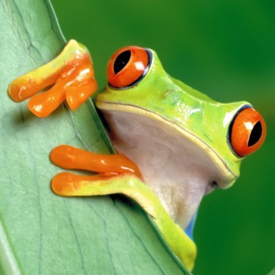 john_froco's profile picture. Froco!