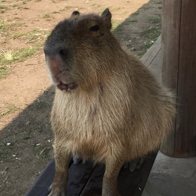 面倒くさがりですが、いろんなことに興味があります。いろいろ教えて下さい。 DMでのご挨拶はご遠慮ください。