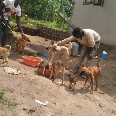 rescue homeless and poor animals . providing food,  shelter  ,medication and other necessities to the animals. but I can't do this alone more help is needed.