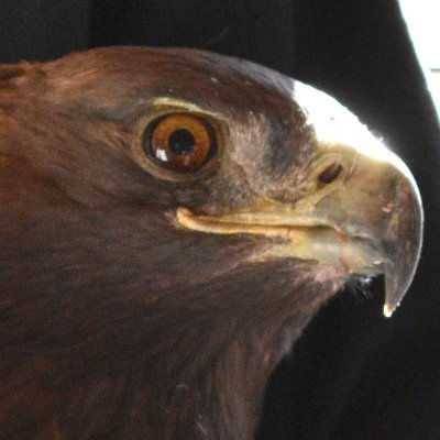 DorinneTye's profile picture. We Are Nature & Wildlife
Be their human voice
They die, we die
They thrive We thrive